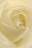 Drawing in close, this cream-white rose invites you to experience its delicate heart and serene beauty, as if nestled inside its silken embrace on a tranquil Southend-on-Sea morning. Each petal unfurls in gentle spirals, illuminated by the kind of soft coastal daylight that paints the boardwalk at dawn. Subtle shadows weave between the folds, bringing depth and a quiet drama that feels both soothing and intimate. The smooth, nearly translucent texture of the petals mimics the sheen of shells gathered from Southend's shore, their arrangement a testament to the florist's careful hand and deep-rooted connection to the town. Perfectly suited for conveying sympathy, admiration, or welcoming new beginnings, this bloom carries a fragrance that is delicate yet unmistakable-much like the scent of spring gardens near the seafront. The close view reveals not only the rose's intricate pattern but also the care, artistry, and heart poured into every bouquet by local Southend florists, available for thoughtful delivery across the community.